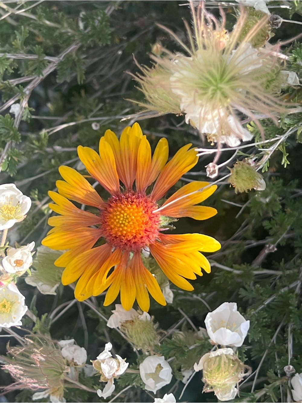 Jenice Vibrant Yellow-Orange Daisy Bloom